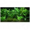 Aquarienpflanzen Zooplants ´´Garten Eden´´ - 12 Pf