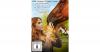 DVD Sunday Horse - Ein Bu