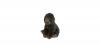 Cuddlekins Mini Gorilla Baby 20cm