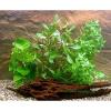 Aquarienpflanzen Zooplant...