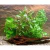 Aquarienpflanzen Zooplants Einsteiger Set - 4 Pfla