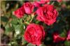 Red Eden Rose® - Container Rose im 5 ltr. Topf
