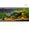 Aquarienpflanzen Zooplants ´´Hellgrüne Oase´´ - 13