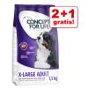 2 + 1 gratis! 3 x 1,5 kg Concept for Life Hundenah