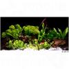 Aquarienpflanzen Zooplants ´´Asia World´´ - 14 Pfl