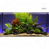 Aquarienpflanzen Zooplants ´´Bunte Mischung´´ - 13