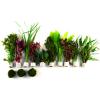 Aquarienpflanzen Zooplants ´´Rote Farbkleckse´´ - 