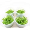 In Vitro Cup Micranthemum Monte Carlo & Rotala Bon