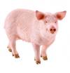 Schleich Schwein 13782