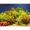 Aquarienpflanzen Zooplants Bundpflanzen-Sortiment 