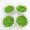 In Vitro Cup Hemianthus c...