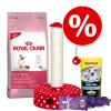 4-teiliges Kitten Starterpaket - British Shorthair