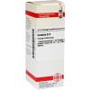 Conium D 4 Dilution