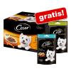 48 x 100 g Cesar Favoriten in Sauce + 2 x Cesar Mi