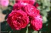 Bicentenaire de Guillot® - Container Rose im 5 ltr