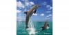 Delfine & Wale, Wandkalender
