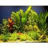 Aquarienpflanzen Zooplants für 100 - 120 cm Aquari