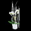 White Orchid - | Fleurop 