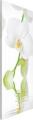 Orchideen Magnettafel - Wellness Orchidee - Blumen