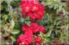 Fairy Dance® - Container Rose im 4 ltr. Topf