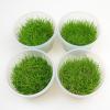 In Vitro Cup Eleocharis acicularis Mini - 8 Cups