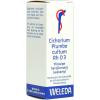 Cichorium Plumbo Cultum R...