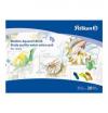 Pelikan Studien-Aquarell-