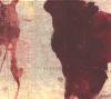 Gotye - Like Drawing Blood - (CD)